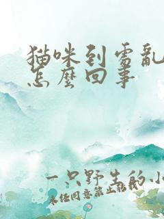 猫咪到处乱尿是怎么回事