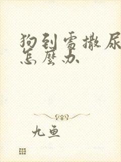 狗到处撒尿拉屎怎么办