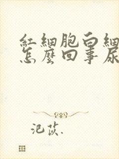 红细胞白细胞高怎么回事尿常规