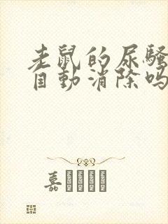 老鼠的尿骚味会自动消除吗