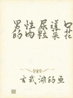 男性尿道口长长的肉粒菜花状