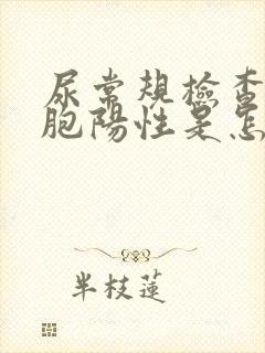 尿常规检查白细胞阳性是怎么回事