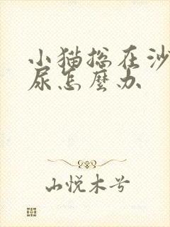 小猫总在沙发上尿怎么办