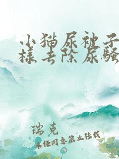 小猫尿被子上怎样去除尿骚味