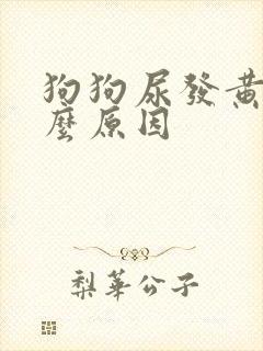 狗狗尿发黄是什么原因