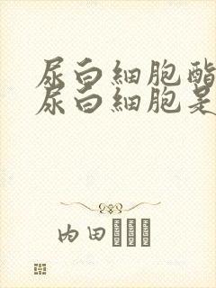 尿白细胞酯酶和尿白细胞是一个吗?