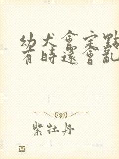 幼犬会定点尿后有时还会乱尿