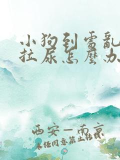 小狗到处乱拉屎拉尿怎么办