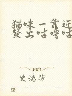 猫咪一靠近你就发出咕噜咕噜的声音