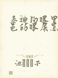 泰迪狗眼里有黄色的眼屎怎么回事