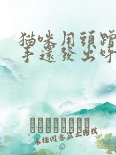 猫咪用头蹭你的手还发出呼噜的声音