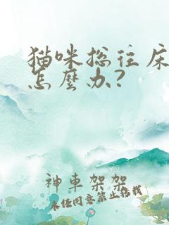 猫咪总往床上尿怎么办?