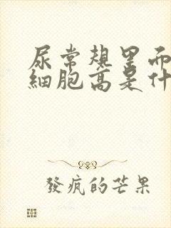 尿常规里面的白细胞高是什么原因