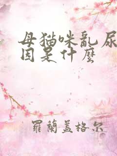 母猫咪乱尿的原因是什么