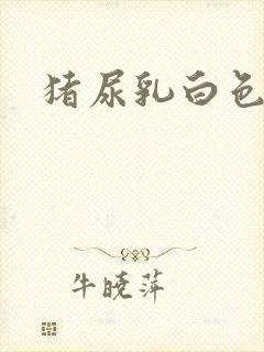 猪尿乳白色的尿