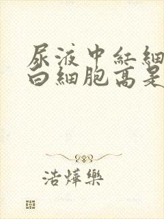 尿液中红细胞和白细胞高是怎么回事