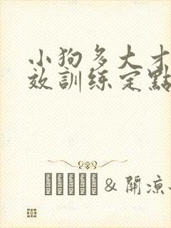 小狗多大才能有效训练定点大小便