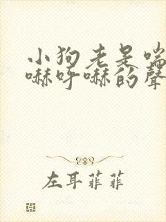 小狗老是喘气呼哧呼哧的声音