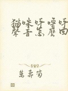 猫咪呼噜呼噜的声音怎么回事