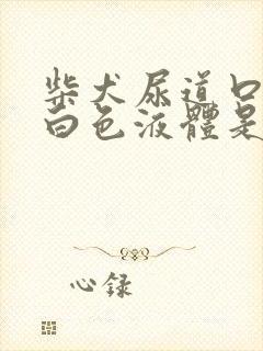 柴犬尿道口有乳白色液体是怎么回事