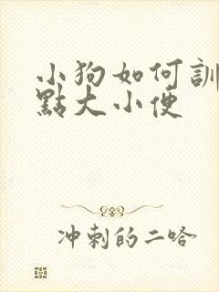 小狗如何训练定点大小便