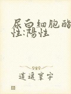 尿白细胞酯酶阳性:阳性