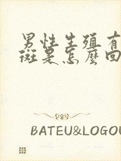 男性生殖有小红斑是怎么回事