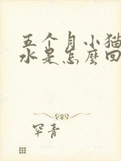 五个月小猫吐黄水是怎么回事?