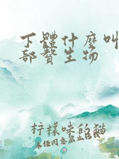 下体什么叫外阴部赘生物