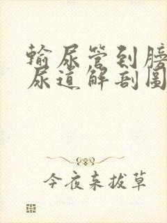 输尿管到膀胱到尿道解剖图