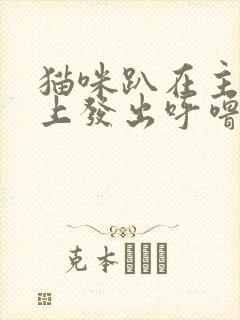 猫咪趴在主人身上发出呼噜呼噜声音