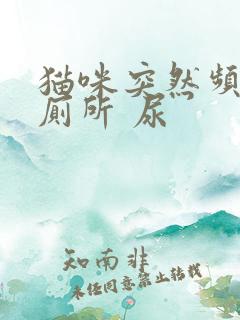 猫咪突然频繁上厕所 尿