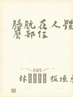 膀胱在人体的什么部位