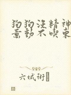 狗狗没精神不愿意动不吃东西