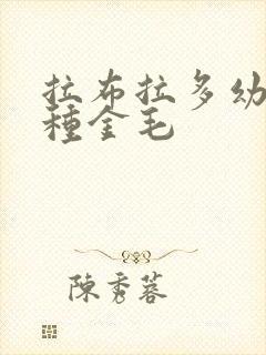 拉布拉多幼犬纯种金毛