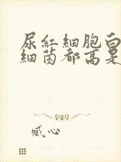 尿红细胞白细胞细菌都高是咋回事