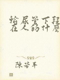 输尿管下段结石在人的什么位置