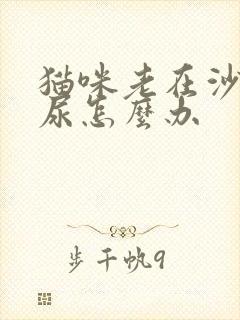 猫咪老在沙发上尿怎么办