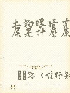 土狗眼睛有脓眼屎是什么原因