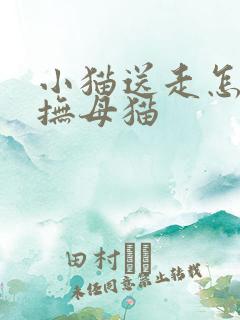 小猫送走怎么安抚母猫