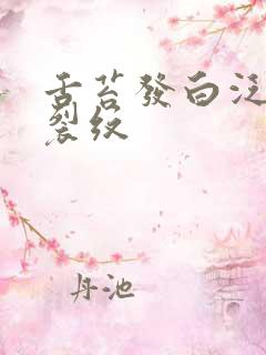 舌苔发白泛黄有裂纹