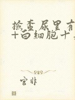 检查尿里有潜血+白细胞十是怎么回事