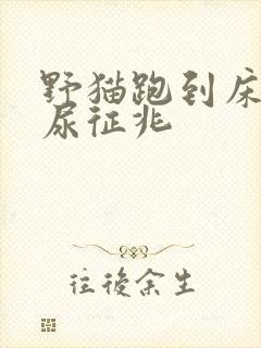 野猫跑到床上拉尿征兆