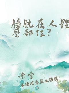 膀胱在人体的什么部位?