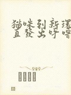 猫咪到新环境一直发出呼噜呼噜的声音