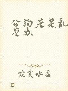 公狗老是乱尿怎么办