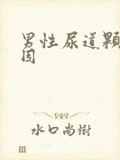 男性尿道颗粒原因