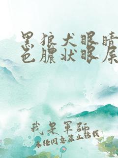 黑狼犬眼睛有白色脓状眼屎怎么办