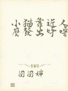 小猫靠近人为什么发出呼噜噜的声音