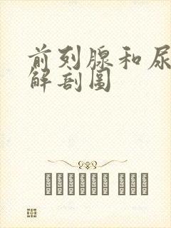 前列腺和尿道的解剖图